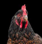 Barnevelder hennen, anderhalf jaar oud, Dieren en Toebehoren, Pluimvee, Vrouwelijk, Kip