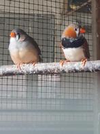 Mooi koppel zwartborst zebravinken (grijs), Dieren en Toebehoren, Meerdere dieren