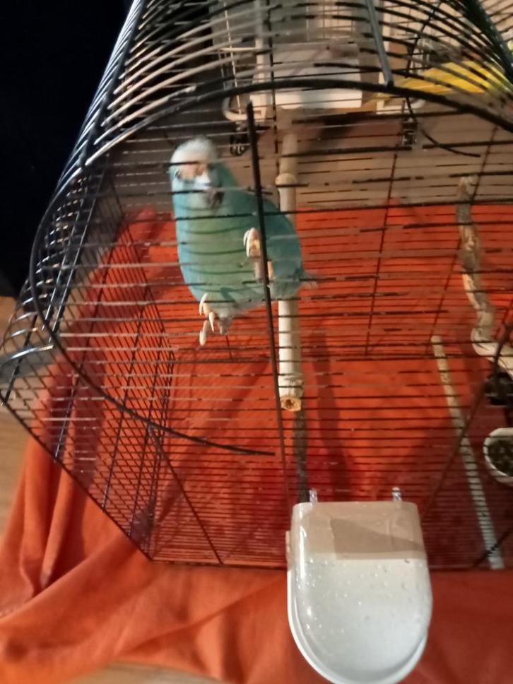 Tk kakeriekies, Dieren en Toebehoren, Vogels | Toebehoren, Nieuw, Overige typen, Ophalen of Verzenden