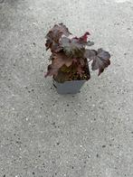Heuchera Palace Purple - Purperklokje, Ophalen, Bodembedekkers, Vaste plant, Halfschaduw