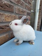 Kleurdwerg Rus voedster, Dieren en Toebehoren, Vrouwelijk, Dwerg
