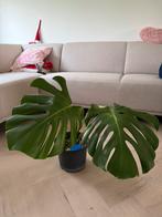 monstera, Groene kamerplant, Ophalen of Verzenden, Overige soorten, Minder dan 100 cm