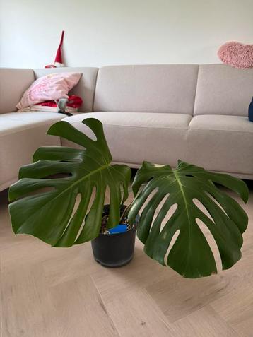 monstera beschikbaar voor biedingen