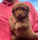 poedel pups, Overige rassen, CDV (hondenziekte), 8 tot 15 weken, Teef
