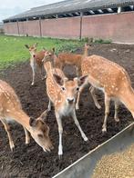 Mooie damherten te koop, Dieren en Toebehoren, Overige Dieren, Meerdere dieren, Voor 1 juli 2024