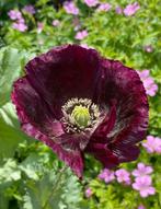 Klaproos papaver slaapbol zaad, Tuin en Terras, Bloembollen en Zaden, Ophalen, Gehele jaar, Volle zon, Zaad