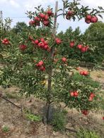 Fruitbomen in leivorm / Leibomen / Appel, Ophalen, Lente, Appelboom, Halfschaduw