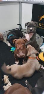 Bijzonder kleurrijk nest geboren American Bully XL, Overige rassen, 8 tot 15 weken, Meerdere, Meerdere dieren