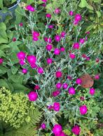 Lychnis Coronaria (Prikneus) zaden, Ophalen of Verzenden, Voorjaar, Volle zon, Zaad