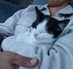Moeder kat en 3 lieve kittens, Dieren en Toebehoren