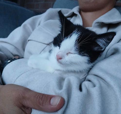 Moeder kat en 3 lieve kittens, Dieren en Toebehoren, Katten en Kittens | Overige Katten
