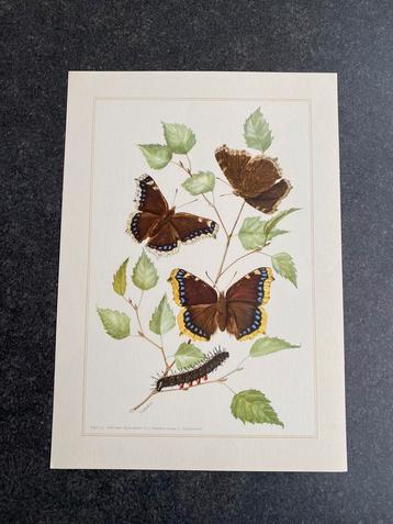 10 prenten insekten soorten vlinders 19x27 cm samen 22 euro beschikbaar voor biedingen