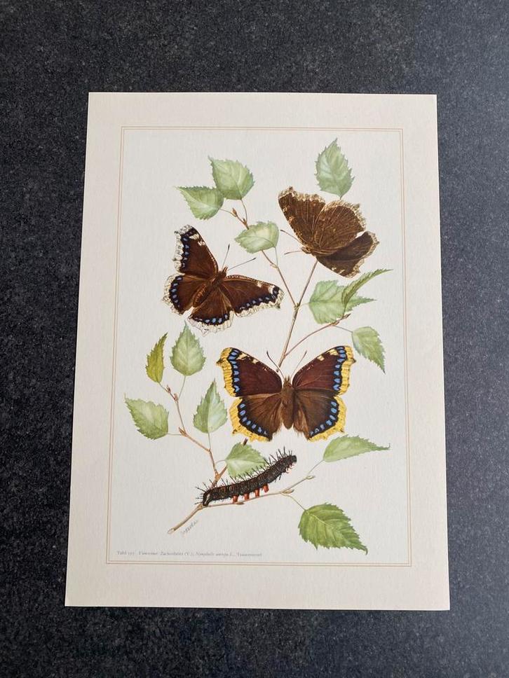 10 prenten insekten soorten vlinders 19x27 cm samen 22 euro, Antiek en Kunst, Antiek | Schoolplaten, Natuur en Biologie, Ophalen of Verzenden