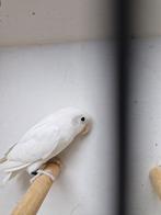 Fischeri wit 2025, Dieren en Toebehoren, Vogels | Parkieten en Papegaaien, Geslacht onbekend, Dwergpapegaai of Agapornis