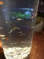 Guppy’s, Ophalen of Verzenden, Zo goed als nieuw