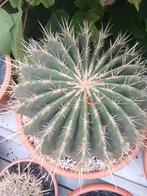 Ferro cactus potsi, Ophalen, Zomer, Overige soorten, Volle zon