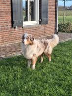 Australian Shepherd dekreu, Dieren en Toebehoren, Honden | Herdershonden en Veedrijvers, 1 tot 2 jaar, Eén hond, Nederland, Particulier
