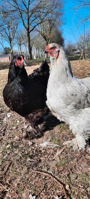 Brahma groot broedeieren broedei brahma's blauw parelgrijs  beschikbaar voor biedingen