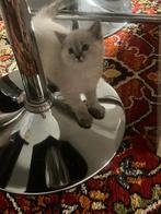 Britse korthaar poes, Dieren en Toebehoren, Katten en Kittens | Raskatten | Korthaar, Poes, Ontwormd, 0 tot 2 jaar