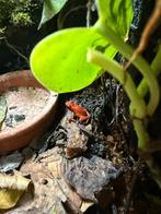 Diverse oophaga pumilio, Dieren en Toebehoren, Amfibie, 0 tot 2 jaar