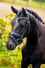 Bloedmooie talentvolle C pony, Dieren en Toebehoren, Pony's, Merrie, B, Springpony, 3 tot 6 jaar
