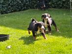 Appenzeller Sennen Pups, Dieren en Toebehoren, Rabiës (hondsdolheid), Overige rassen, 8 tot 15 weken, Meerdere