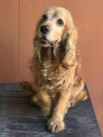 ACE: Lilo is nog een actief hondje, 6 jaar of ouder, Particulier, Rabiës (hondsdolheid), Reu