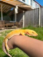 Luipaardgekko met terrarium te koop | DRONTEN, Dieren en Toebehoren, Reptielen en Amfibieën, Hagedis, Met terrarium, 7 tot 10 jaar