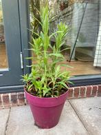 ==MOOI== Grote pot roze bloemen stengels 1.30 hoog, Ophalen of Verzenden, Zomer, Overige soorten, Volle zon
