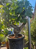 Oude druif dikke stam / Vitis Vinifera vol met druiven, 100 tot 250 cm, Zomer, Palmboom, Ophalen