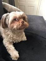 Lieve zorgzame oppas gezocht voor Lola, Particuliere oppas