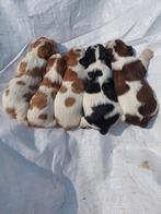 Cavalier king charles spaniel pups, Dieren en Toebehoren, Honden | Retrievers, Spaniëls en Waterhonden, Rabiës (hondsdolheid)