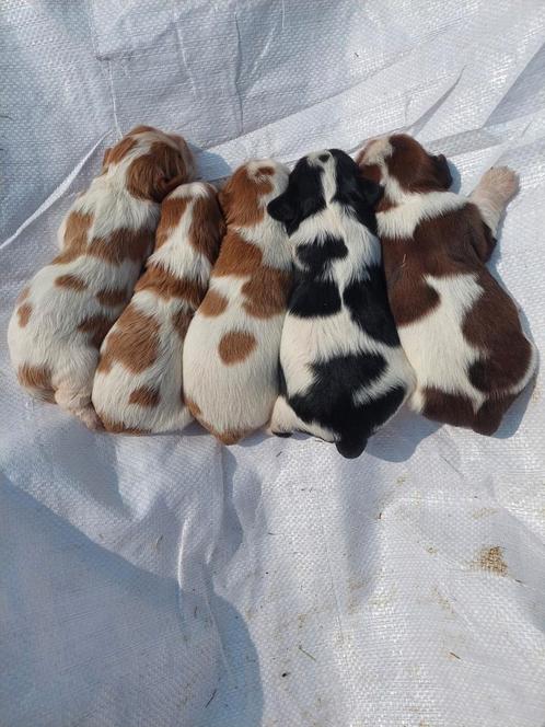 Cavalier king charles spaniel pups, Dieren en Toebehoren, Honden | Retrievers, Spaniëls en Waterhonden, Meerdere dieren, Spaniël