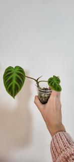 Philodendron verrucosum, Ophalen of Verzenden, Halfschaduw, Minder dan 100 cm