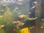 El tigre guppys, Vis