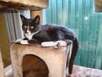 Kittens, Dieren en Toebehoren, Katten en Kittens | Overige Katten, Meerdere dieren, Kortharig, 0 tot 2 jaar