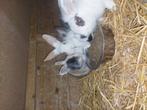 Jonge konijntjes te koop, Dieren en Toebehoren, Vrouwelijk, Middelgroot, 0 tot 2 jaar