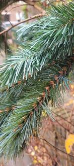 20 Kersttakken, guirlandes, Ophalen