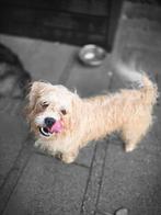 Lieve Sari, Dieren en Toebehoren, Honden | Chihuahua's en Gezelschapshonden, Rabiës (hondsdolheid), Overige rassen, Teef, Eén hond