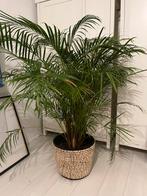 Palm plant, Ophalen, Halfschaduw, Minder dan 100 cm