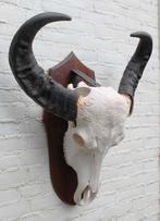 Grote zware schedel AUSTRALISCHE WATERBUFFEL op schild, Ophalen, Gebruikt, Wild dier, Schedel