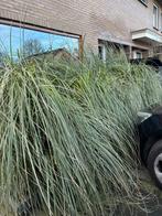 4x Pampasgras - Zelf uitgraven!, Tuin en Terras, Planten | Tuinplanten, Ophalen, Volle zon, Vaste plant, Siergrassen