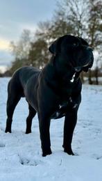 Cane Corso dekreu Demon, Dieren en Toebehoren, Reu, 1 tot 2 jaar, Eén hond, Nederland