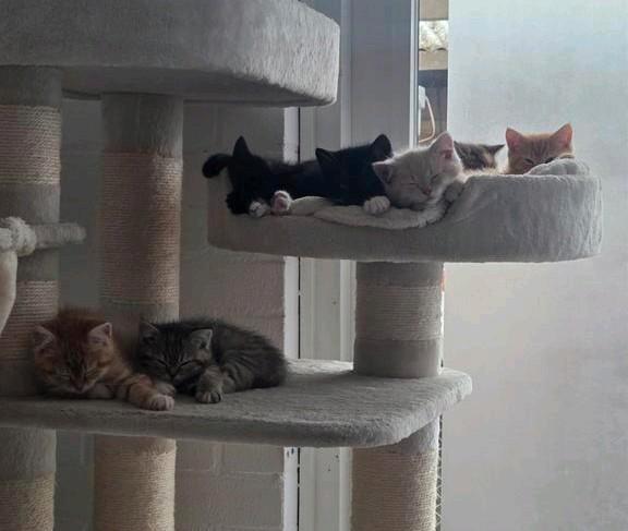 Kittens – Perzisch langhaar x Europees per koppel €700, Dieren en Toebehoren, Katten en Kittens | Raskatten | Langhaar, Meerdere dieren