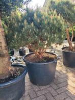 Pinus en vormsnoei, Tuin en Terras, Ophalen, Zomer, Volle zon, Overige soorten