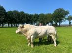 Charolais dekstier (92 punten)   excellente afstamming,, Mannelijk