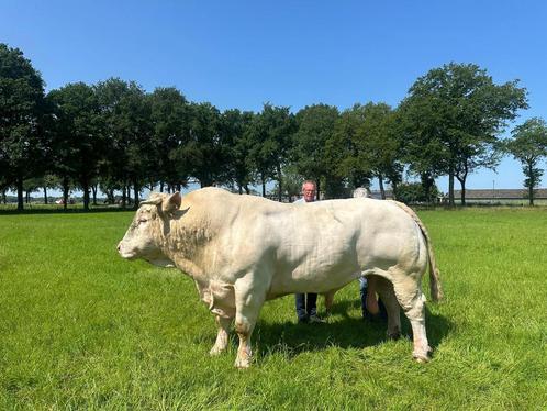 Charolais dekstier (92 punten)   excellente afstamming,, Dieren en Toebehoren, Runderen, Mannelijk