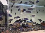 Placidochromis Phenochilus Mdoka White Lips Malawi Cichliden, Vis, Zoetwatervis