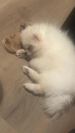 Pomeranian | Dwergkees hond puppy 6 maanden, Particulier, Rabiës (hondsdolheid), Keeshond, Buitenland