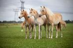 haflinger veulens en jarling, Dieren en Toebehoren, Pony's, 0 tot 2 jaar, Onbeleerd, Meerdere dieren, Recreatiepony